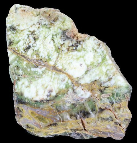 Polished Green-White Opal Slab - Western Australia #65406